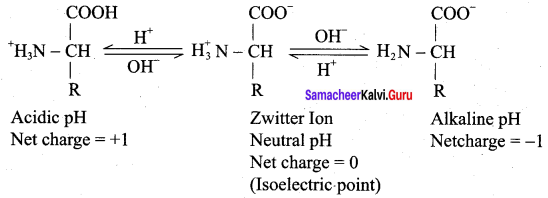 Samacheer Kalvi 12th Chemistry Solutions Chapter 14 Biomolecules-36