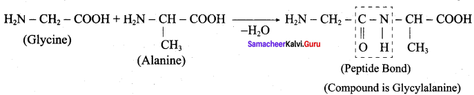Samacheer Kalvi 12th Chemistry Solutions Chapter 14 Biomolecules-5