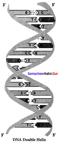 Samacheer Kalvi 12th Chemistry Solutions Chapter 14 Biomolecules-77