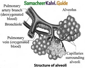 Tamil Nadu 11th Biology Model Question Paper 1 image 3