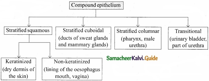 Tamil Nadu 11th Biology Model Question Paper 1 image 6