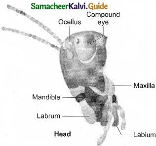 Tamil Nadu 11th Biology Model Question Paper 2 image 6