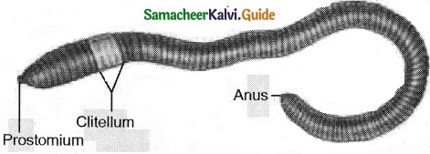 Tamil Nadu 11th Biology Model Question Paper 3 image 7