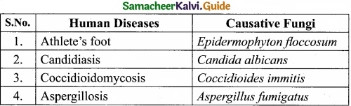 Tamil Nadu 11th Biology Model Question Paper 4 image 1