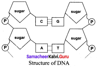 Samacheer Kalvi 10th Science Model Question Paper 3 English Medium image - 6