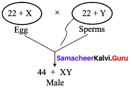 Samacheer Kalvi 10th Science Model Question Paper 4 English Medium image - 5
