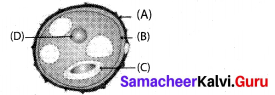 Samacheer Kalvi 10th Science Model Question Paper 5 English Medium image - 1