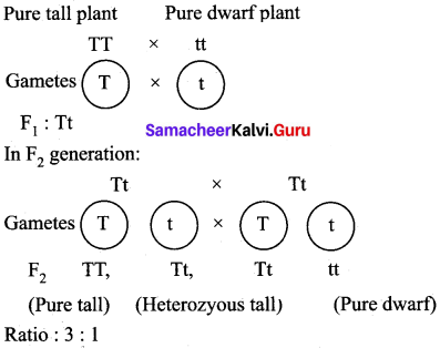 Samacheer Kalvi 10th Science Model Question Paper 5 English Medium image - 9