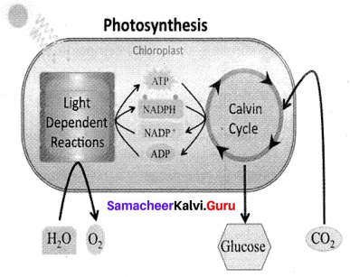 Samacheer Kalvi 10th Science Solutions Chapter 12 Plant Anatomy and Plant Physiology 3
