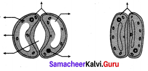 Samacheer Kalvi 10th Science Solutions Chapter 14 Transportation in Plants and Circulation in Animals 4