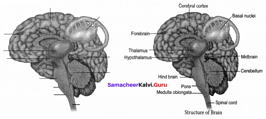 Samacheer Kalvi 10th Science Solutions Chapter 15 Nervous System 4