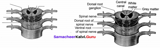 Samacheer Kalvi 10th Science Solutions Chapter 15 Nervous System 5