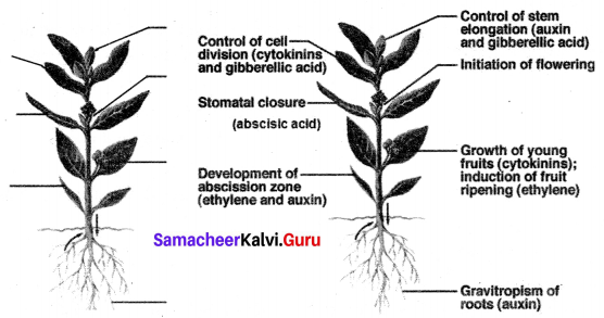 Samacheer Kalvi 10th Science Solutions Chapter 16 Plant and Animal Hormones  – Samacheer Kalvi