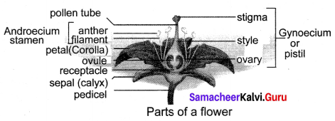 Samacheer Kalvi 10th Science Solutions Chapter 17 Reproduction in Plants and Animals 15