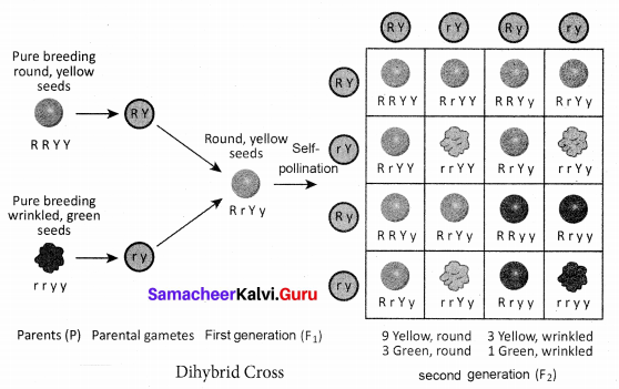 Samacheer Kalvi 10th Science Solutions Chapter 18 Heredity 2