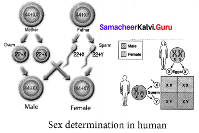Samacheer Kalvi 10th Science Solutions Chapter 18 Heredity 4