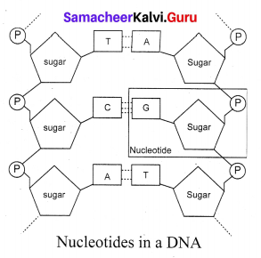 Samacheer Kalvi 10th Science Solutions Chapter 18 Heredity 8