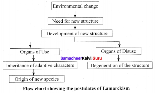 Samacheer Kalvi 10th Science Solutions Chapter 19 Origin and Evolution of Life 2