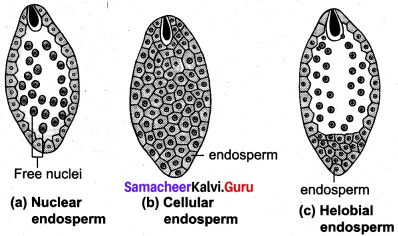 Samacheer Kalvi 12th Bio Botany Solutions Chapter 1 Asexual and Sexual Reproduction in Plants img 1