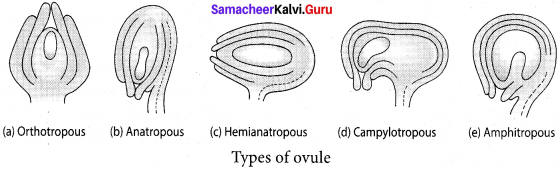 Samacheer Kalvi 12th Bio Botany Solutions Chapter 1 Asexual and Sexual Reproduction in Plants img 10