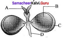 Samacheer Kalvi 12th Bio Botany Solutions Chapter 1 Asexual and Sexual Reproduction in Plants img 2