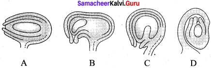 Samacheer Kalvi 12th Bio Botany Solutions Chapter 1 Asexual and Sexual Reproduction in Plants img 3