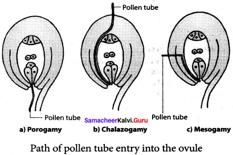 Samacheer Kalvi 12th Bio Botany Solutions Chapter 1 Asexual and Sexual Reproduction in Plants img 7