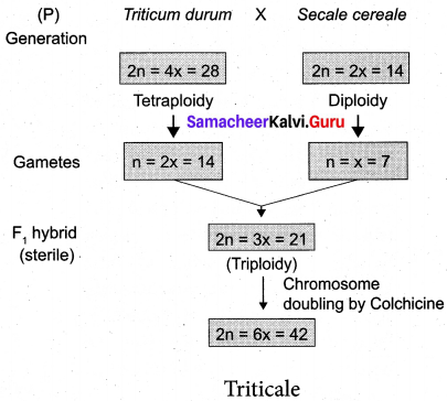Samacheer Kalvi 12th Bio Botany Solutions Chapter 3 Chromosomal Basis of Inheritance img 12