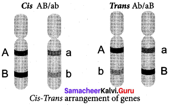 Samacheer Kalvi 12th Bio Botany Solutions Chapter 3 Chromosomal Basis of Inheritance img 13