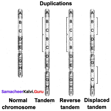 Samacheer Kalvi 12th Bio Botany Solutions Chapter 3 Chromosomal Basis of Inheritance img 15