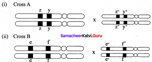 Samacheer Kalvi 12th Bio Botany Solutions Chapter 3 Chromosomal Basis of Inheritance img 18