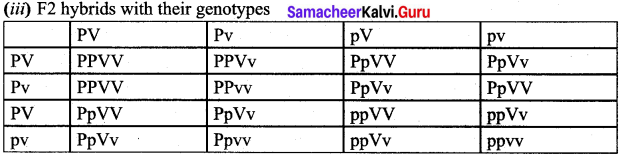 Samacheer Kalvi 12th Bio Botany Solutions Chapter 3 Chromosomal Basis of Inheritance img 3