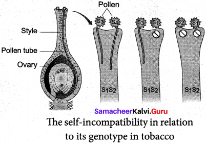Samacheer Kalvi 12th Bio Botany Solutions Chapter 3 Chromosomal Basis of Inheritance img 8
