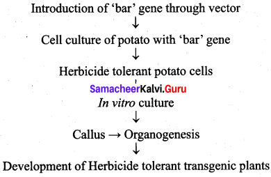 Samacheer Kalvi 12th Bio Botany Solutions Chapter 4 Principles and Processes of Biotechnology img 5