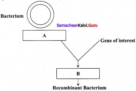 Samacheer Kalvi 12th Bio Botany Solutions Chapter 4 Principles and Processes of Biotechnology img 9
