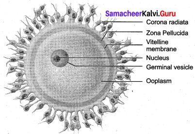 Samacheer Kalvi 12th Bio Zoology Solutions Chapter 2 Human Reproduction img 2