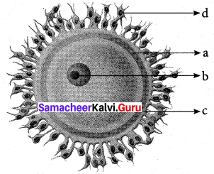 Samacheer Kalvi 12th Bio Zoology Solutions Chapter 2 Human Reproduction img 4