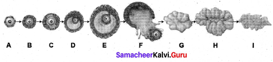 Samacheer Kalvi 12th Bio Zoology Solutions Chapter 2 Human Reproduction img 5