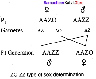 Samacheer Kalvi 12th Bio Zoology Solutions Chapter 4 Principles of Inheritance and Variation img 14