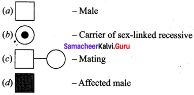 Samacheer Kalvi 12th Bio Zoology Solutions Chapter 4 Principles of Inheritance and Variation img 7