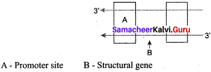 Samacheer Kalvi 12th Bio Zoology Solutions Chapter 5 Molecular Genetics img 1